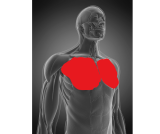 Pectoralis Major and Minor: All You Need to Know About this Amazing Muscle